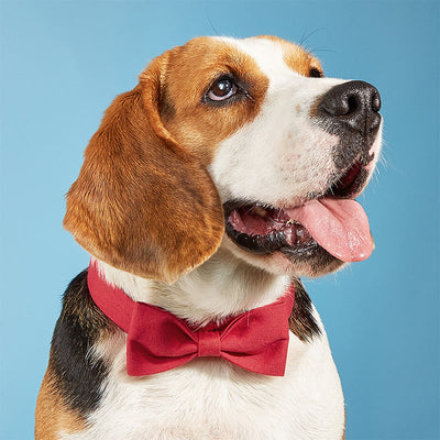 Adjustable Dog Collar Birthday Party Pet Bow Tie