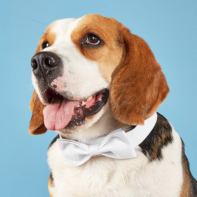 Adjustable Dog Collar Birthday Party Pet Bow Tie